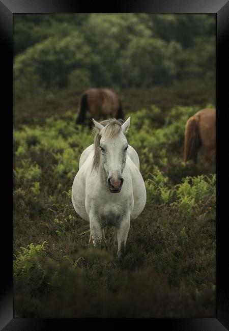 White Horse Portrait  Framed Print by Matt Mears