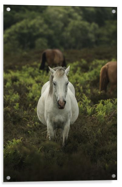 White Horse Portrait  Acrylic by Matt Mears