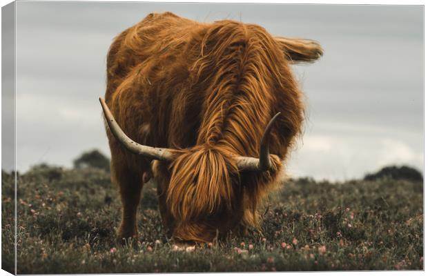 Highland Cow - New Forest Heather Canvas Print by Matt Mears