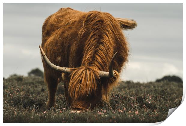 Highland Cow - New Forest Heather Print by Matt Mears