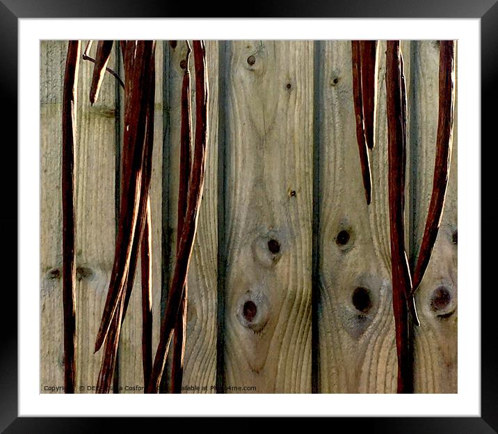 Fence panels with contrasting dried pods in front. Framed Mounted Print by DEE- Diana Cosford