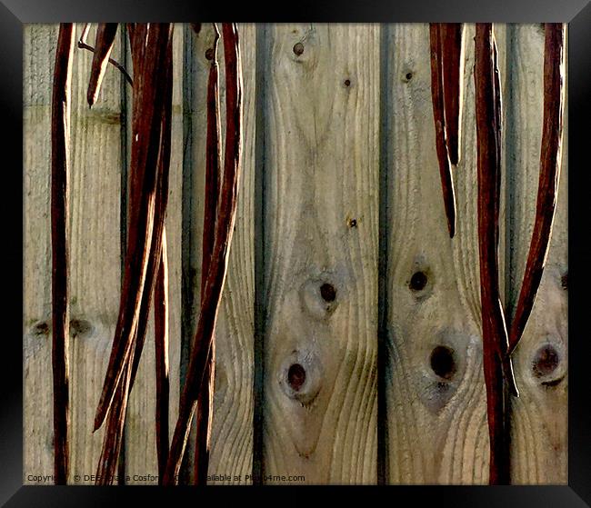 Fence panels with contrasting dried pods in front. Framed Print by DEE- Diana Cosford