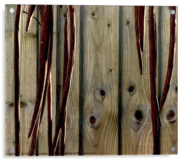 Fence panels with contrasting dried pods in front. Acrylic by DEE- Diana Cosford