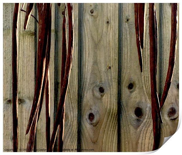 Fence panels with contrasting dried pods in front. Print by DEE- Diana Cosford