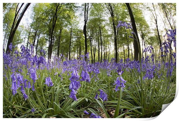 Bluebell Wood Print by Tony Bates