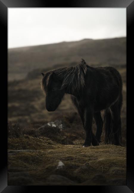 Dartmoor Pony Framed Print by Matt Mears