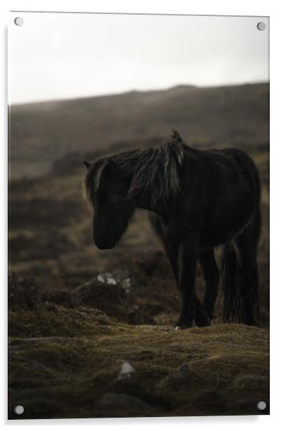 Dartmoor Pony Acrylic by Matt Mears