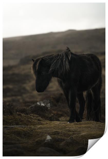 Dartmoor Pony Print by Matt Mears