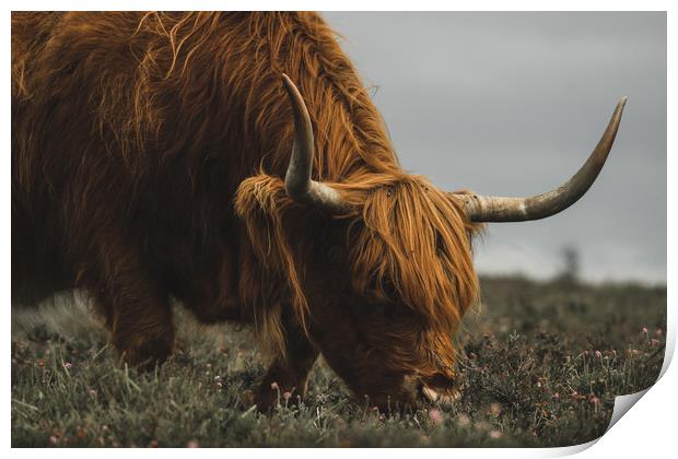 Highland Cow - New Forest Heather Print by Matt Mears