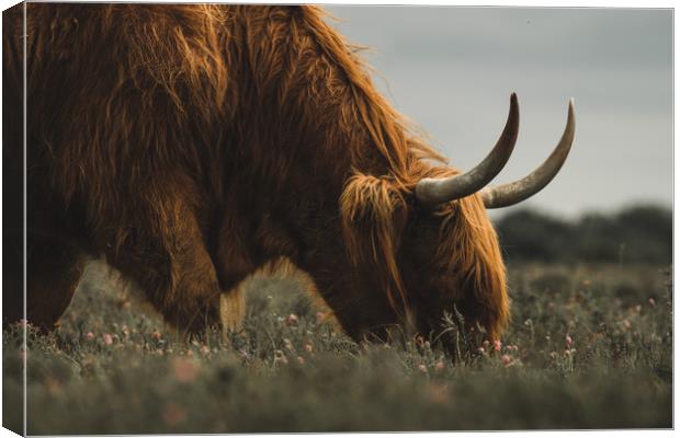 Highland Cow - New Forest Heather Canvas Print by Matt Mears