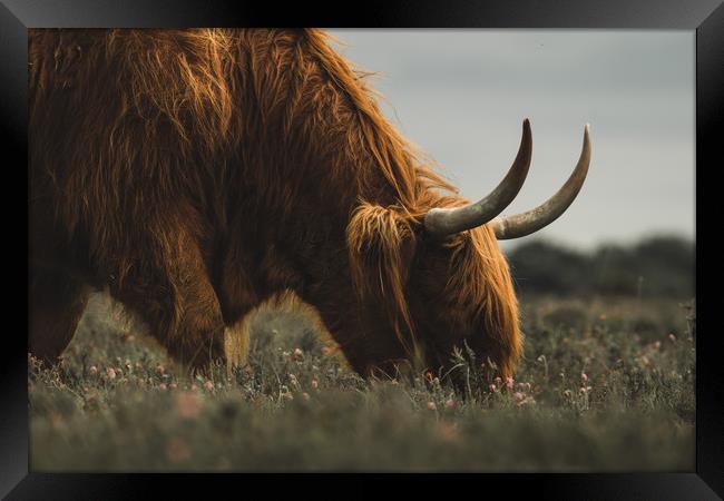Highland Cow - New Forest Heather Framed Print by Matt Mears