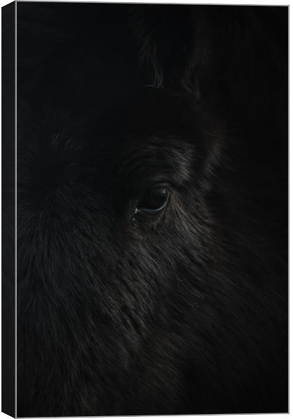Dartmoor Pony Canvas Print by Matt Mears