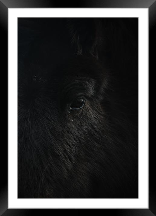 Dartmoor Pony Framed Mounted Print by Matt Mears