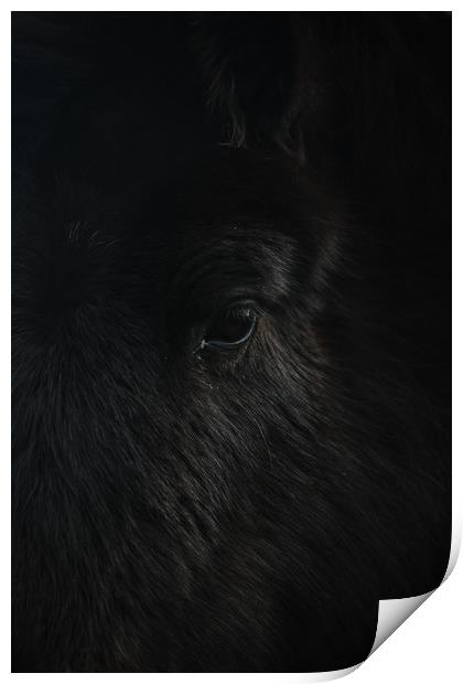 Dartmoor Pony Print by Matt Mears