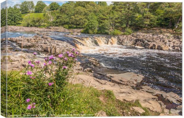 Low Force Waterfall, Teesdale in Summer (2) Canvas Print by Richard Laidler