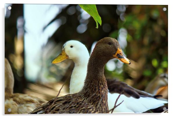 Mallard, a species of Geese Acrylic by Arpan Bhatia