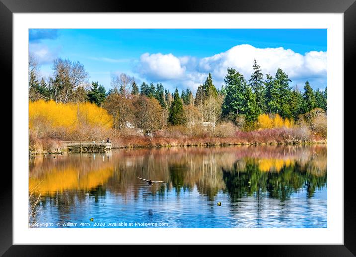 Larsen Lake Reflection Bellevue Washington Framed Mounted Print by William Perry
