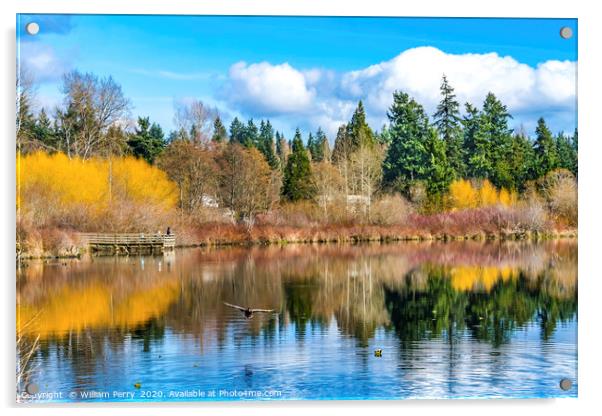 Larsen Lake Reflection Bellevue Washington Acrylic by William Perry