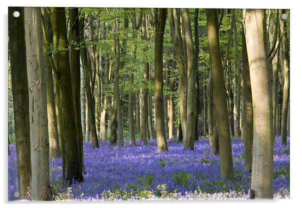 Bluebell woodland carpet. Acrylic by Tony Bates
