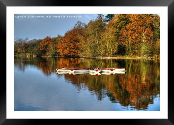 Hatfield Forest Autumn lake Framed Mounted Print by Diana Mower