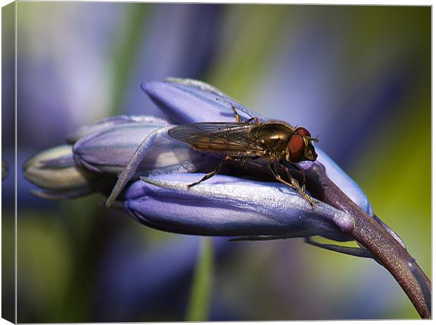Bluebell Flower with insect. Canvas Print by Keith Thorburn EFIAP/b