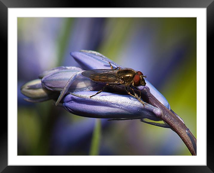 Bluebell Flower with insect. Framed Mounted Print by Keith Thorburn EFIAP/b