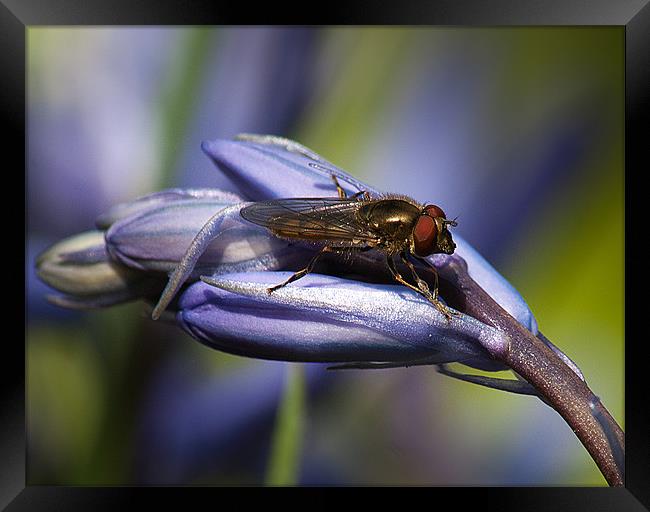 Bluebell Flower with insect. Framed Print by Keith Thorburn EFIAP/b