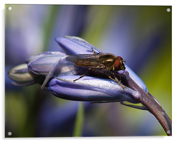 Bluebell Flower with insect. Acrylic by Keith Thorburn EFIAP/b