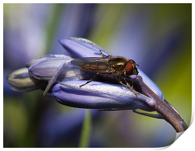 Bluebell Flower with insect. Print by Keith Thorburn EFIAP/b