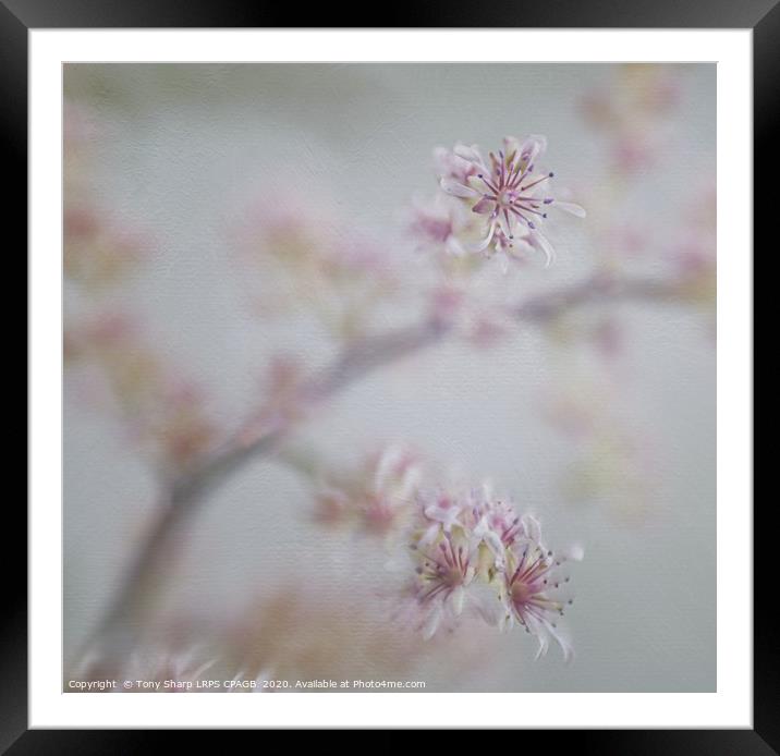 JAPANESE ASTILBE BLOOMS Framed Mounted Print by Tony Sharp LRPS CPAGB