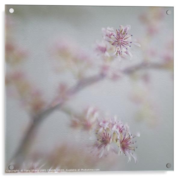 JAPANESE ASTILBE BLOOMS Acrylic by Tony Sharp LRPS CPAGB