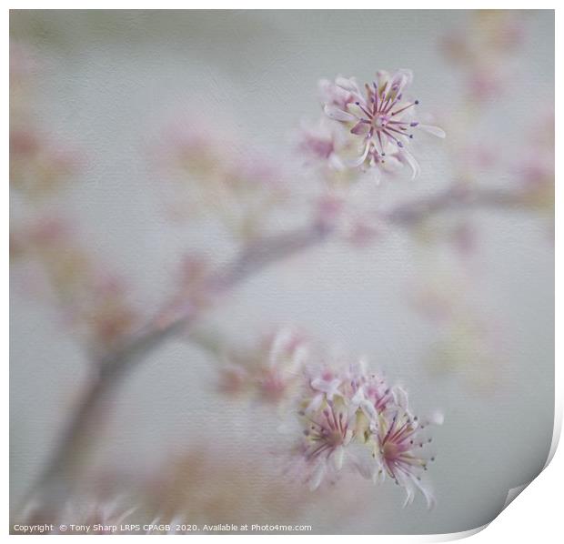 JAPANESE ASTILBE BLOOMS Print by Tony Sharp LRPS CPAGB