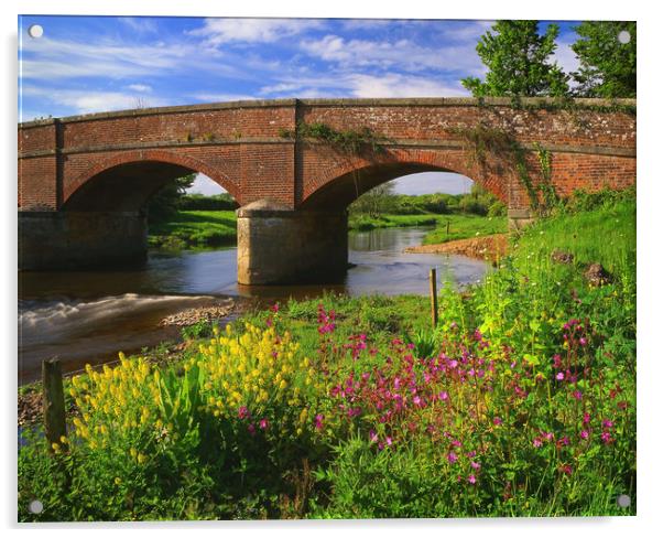 Gosford Bridge & the River Otter Acrylic by Darren Galpin