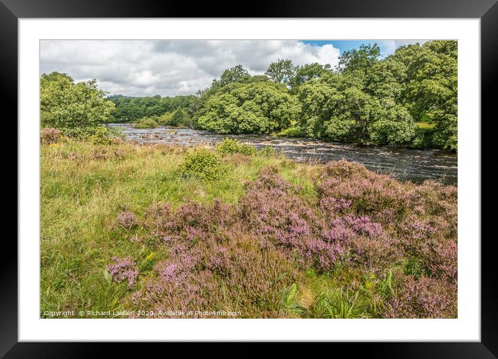 Heather in flower on the River Tees riverbank Framed Mounted Print by Richard Laidler