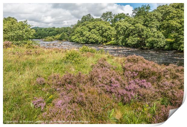 Heather in flower on the River Tees riverbank Print by Richard Laidler