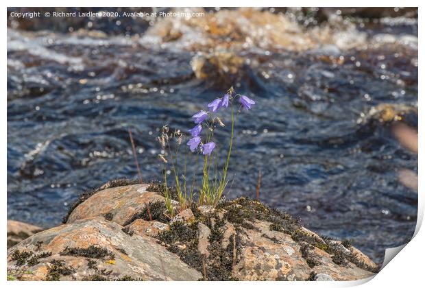 Harebells on the Riverbank Print by Richard Laidler