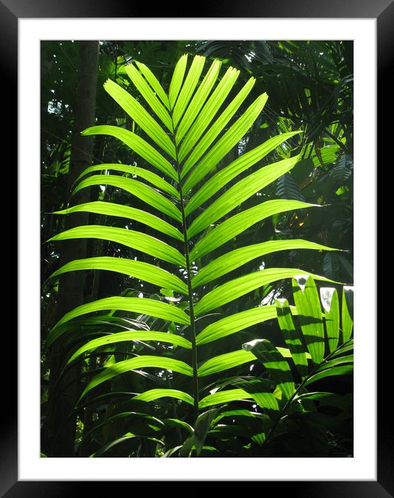 Tropical Leaf Framed Mounted Print by Emma Latimer