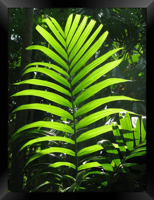 Tropical Leaf Framed Print by Emma Latimer