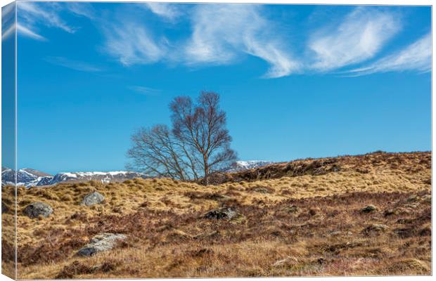Moorland Trees Canvas Print by David Hare