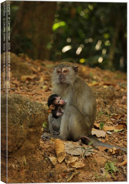 Mother and baby macaques in Langkawi Canvas Print by Carmen Green