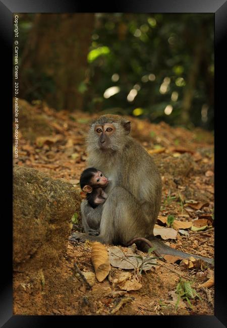 Mother and baby macaques in Langkawi Framed Print by Carmen Green