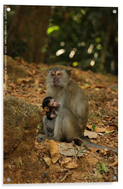 Mother and baby macaques in Langkawi Acrylic by Carmen Green