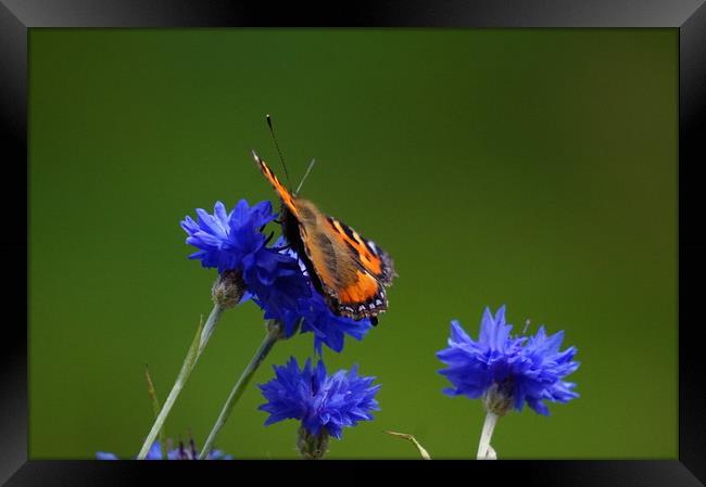 Orange butterfly on blue flowers Framed Print by Theo Spanellis