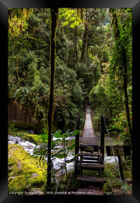 Rainforest trails Framed Print by Marco Diaz