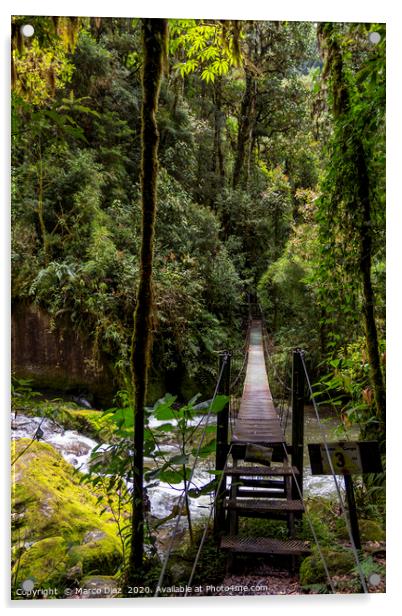 Rainforest trails Acrylic by Marco Diaz