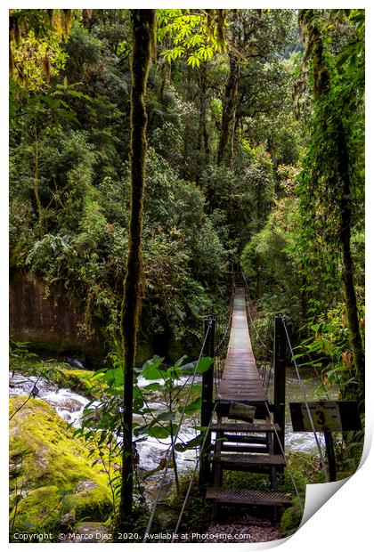 Rainforest trails Print by Marco Diaz