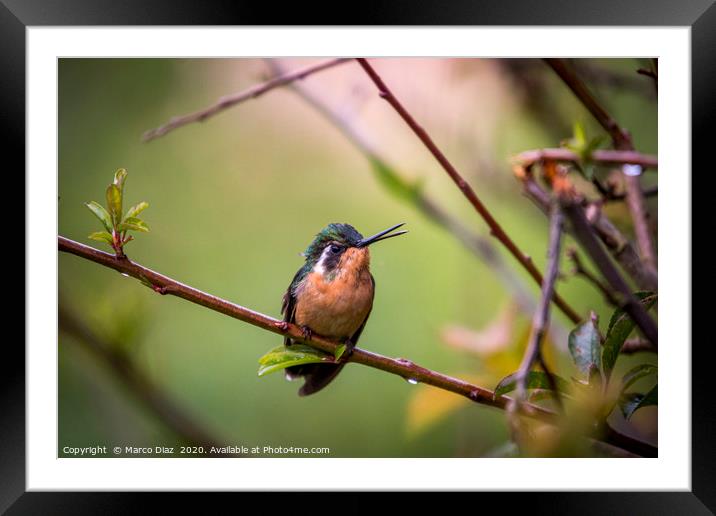 White-throated mountaingem hummingbird Framed Mounted Print by Marco Diaz