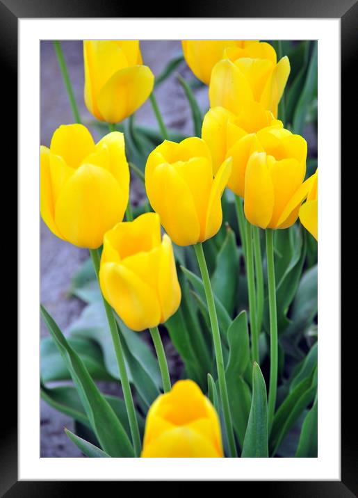 Amsterdam tulips. Framed Mounted Print by Dr.Oscar williams: PHD