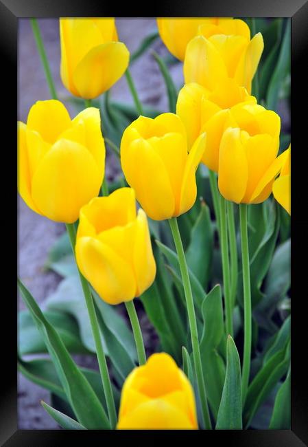 Amsterdam tulips. Framed Print by Dr.Oscar williams: PHD