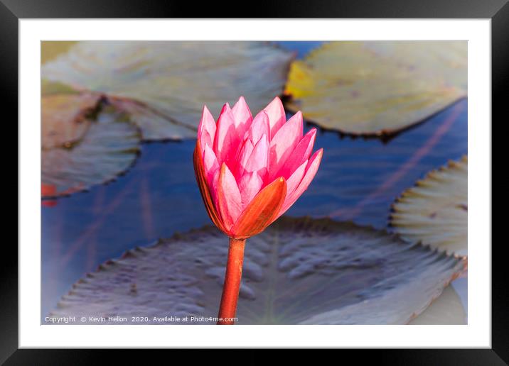 Flower of a pink water lily Framed Mounted Print by Kevin Hellon